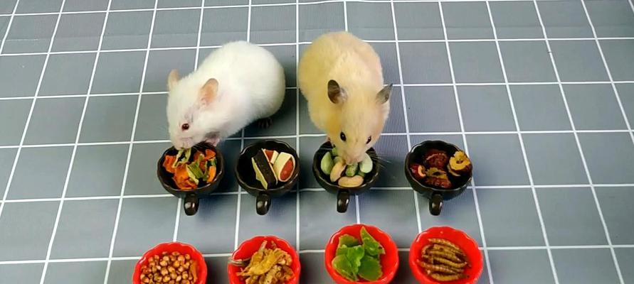 仓鼠隔音箱怎么装视频？安装过程中需要注意什么？