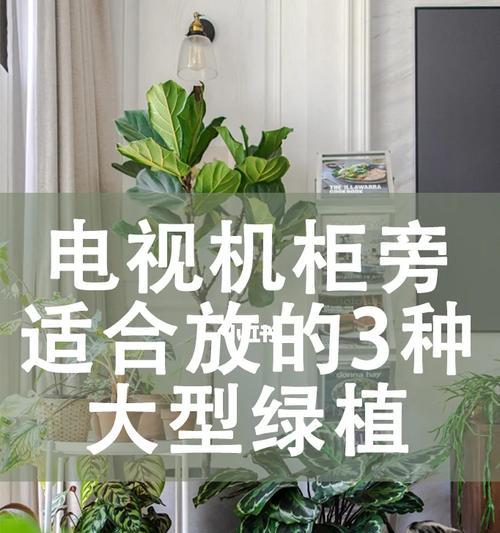 庭院窗户下放置电视机的正确方法？
